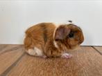 Peruvian cavia beertjes choco buff wit, Dieren en Toebehoren, Knaagdieren, Cavia, Augustus, Mannelijk, Tam