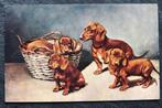 Teckelmoeder met haar kleintjes, Verzamelen, Verzenden, Voor 1920, Ongelopen, Hond of Kat