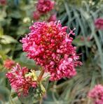 Zaden Rode Valeriaan-Spoorbloem - Centranthus ruber, Verzenden, Voorjaar, Volle zon, Zaad