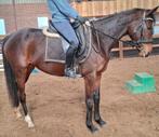 Superbrave 5 jr allrounder 1,60(recreatie-manege-sport), Dieren en Toebehoren, Paarden, Merrie, B, Gechipt, 3 tot 6 jaar