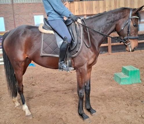 Superbrave 5 jr allrounder 1,60(recreatie-manege-sport), Dieren en Toebehoren, Paarden, Merrie, B, 160 tot 165 cm, 3 tot 6 jaar