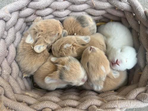 Minilop baby konijntjes🌸, Dieren en Toebehoren, Konijnen, Dwerg, Meerdere dieren