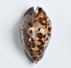 Schelpen: Cypraea (zoila) friendii 71mm (F+++/Gem), Verzamelen, Mineralen en Fossielen, Ophalen of Verzenden, Schelp(en)
