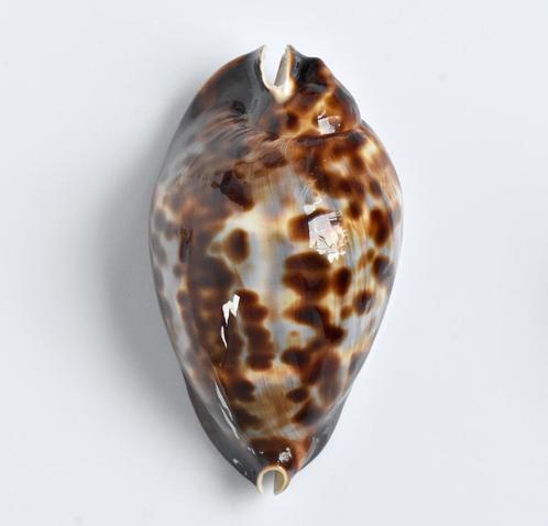 Schelpen: Cypraea (zoila) friendii 71mm (F+++/Gem), Verzamelen, Mineralen en Fossielen, Schelp(en), Ophalen of Verzenden