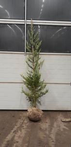 Sequoiadendron giganteum 'Glaucum' - Mammoetboom, Ophalen, Bloeit niet, Halfschaduw, Overige soorten