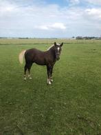 Een Schwarzwalder Fuchs hengstenveulen te koop, Dieren en Toebehoren, Paarden, Hengst, Minder dan 160 cm, Gechipt, 0 tot 2 jaar