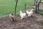 Zijdehoen hanen, Dieren en Toebehoren, Pluimvee, Mannelijk, Kip