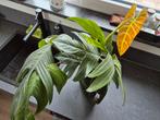Philodendron Melanochrysum en White Ghost stekken, Huis en Inrichting, Kamerplanten, Ophalen, Overige soorten, Halfschaduw, Minder dan 100 cm