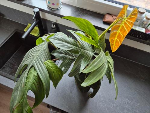 Philodendron Melanochrysum en White Ghost stekken, Huis en Inrichting, Kamerplanten, Overige soorten, Minder dan 100 cm, Groene kamerplant