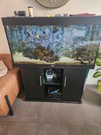 Juwel aquarium, Ophalen, Gebruikt, Gevuld zoetwateraquarium