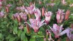 Wasbloem Tricirtus of armelui’s orchidee, Overige soorten, Vaste plant, Ophalen of Verzenden, Halfschaduw