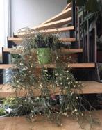 Bio oude Koraalcactus in een vintage groene glazen pot, 100 tot 150 cm, Overige soorten, Ophalen of Verzenden, In pot