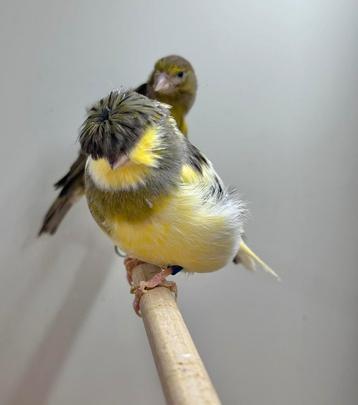Vrijdag en zaterdag geopend! Verschillende soorten vogels beschikbaar voor biedingen
