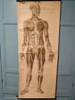 Anatomie poster EHBO, Ophalen, Natuur en Biologie