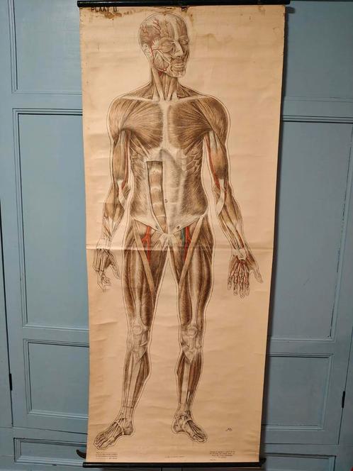 Anatomie poster EHBO, Antiek en Kunst, Antiek | Schoolplaten, Natuur en Biologie, Ophalen