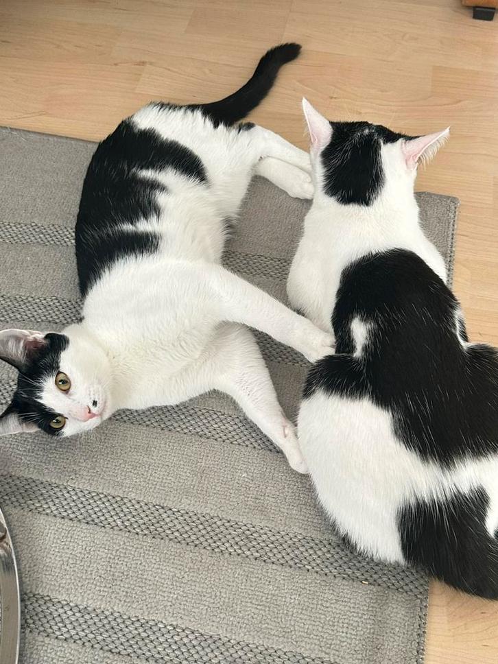 Twee lieve speelse kittens zoeken een warm thuis, Dieren en Toebehoren, Katten en Kittens | Overige Katten, Meerdere dieren