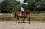 KNAPPE EN LEUKE D PONY!!, Dieren en Toebehoren, Pony's, Merrie, D pony (1.37m tot 1.48m), 11 jaar of ouder