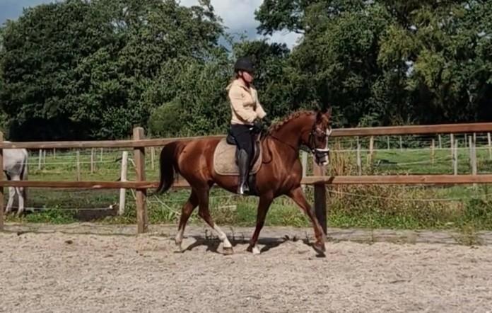 KNAPPE EN LEUKE D PONY!!, Dieren en Toebehoren, Pony's, Merrie, D pony (1.37m tot 1.48m), 11 jaar of ouder