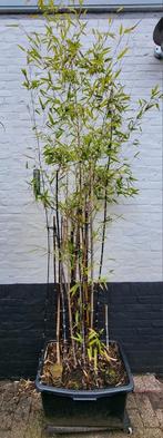Bamboe in bak, Tuin en Terras, Planten | Bomen, Overige soorten, Ophalen