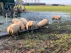 5 ooien en 1 ram, Dieren en Toebehoren, Schapen, Geiten en Varkens, Meerdere dieren, Schaap