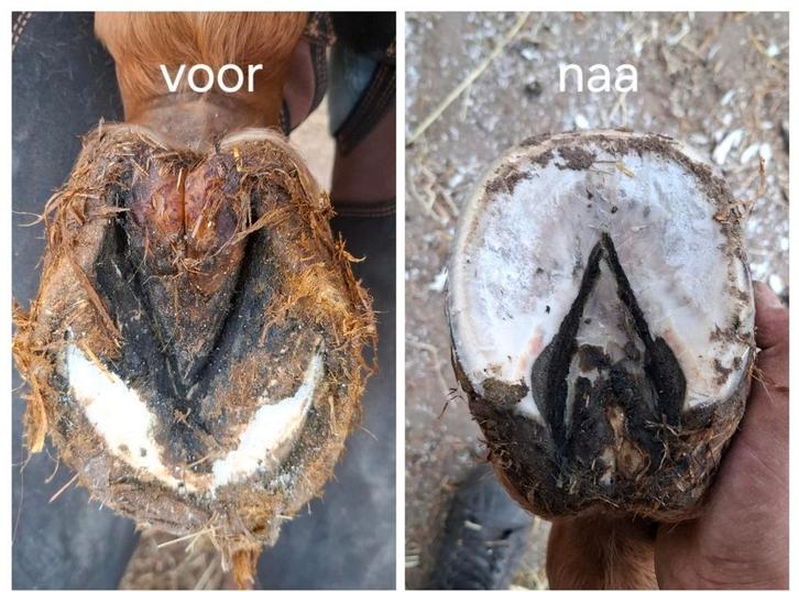 Natuurlijke Bekapper, Diensten en Vakmensen, Dieren | Paarden | Verzorging, Oppas en Les