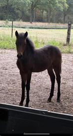 Diverse pony's (New forest, Welsh), Dieren en Toebehoren, Pony's, Merrie, Niet van toepassing, 0 tot 2 jaar, Gechipt