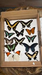 Opgezette vlinders in stolpen of lijsten, Verzamelen, Mineralen en Fossielen, Ophalen of Verzenden, Mineraal