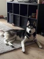 Siberian husky, Dieren en Toebehoren, Rabiës (hondsdolheid), Reu, Eén hond, 3 tot 5 jaar