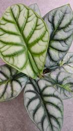 Alocasia Silver Dragon GoG Variegata, Ophalen of Verzenden, Halfschaduw, Minder dan 100 cm