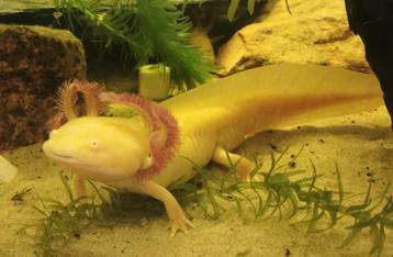 axolotls golden beschikbaar voor biedingen