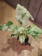 Alocasia, Philodendron, Anthurium en meer!, Overige soorten, Minder dan 100 cm, Ophalen, Groene kamerplant