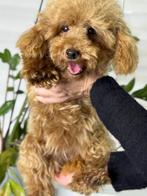 Toy poodle, Dieren en Toebehoren, Honden | Chihuahua's en Gezelschapshonden, Poedel, 15 weken tot 1 jaar, Meerdere, Meerdere dieren