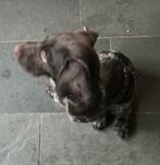 Pup Duitse staande draadhaar, Dieren en Toebehoren, Honden | Niet-rashonden, Eén hond, Middel, Nederland, Particulier