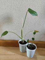 2 baby monstera delicioca plantjes BESCHIKBAAR TOT 18 JUNI, Ophalen, Overige soorten, Minder dan 100 cm