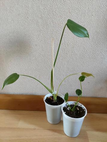 2 baby monstera delicioca plantjes BESCHIKBAAR TOT 18 JUNI beschikbaar voor biedingen