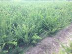 Taxus baccata 100/120cm AANBIEDING!!, Ophalen, Taxus, Haag, Minder dan 100 cm