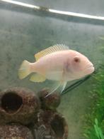 Pseudotropheus socolofi Albino man ophalen, Dieren en Toebehoren, Vissen | Aquariumvissen, Vis