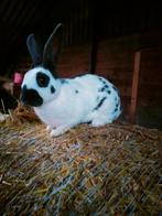 Papillon konijn, Dieren en Toebehoren, Konijnen, Vrouwelijk