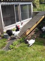 Kippen, Dieren en Toebehoren, Pluimvee, Vrouwelijk, Kip