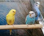 Grasparkieten in diverse kleuren., Dieren en Toebehoren, Vogels | Parkieten en Papegaaien, Meerdere dieren, Parkiet