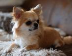 FCI Langhaar Chihuahua dekreu, Dieren en Toebehoren, Honden | Chihuahua's en Gezelschapshonden, 6 jaar of ouder, Reu, CDV (hondenziekte)