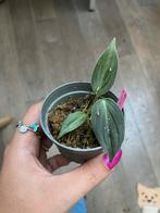 Philondendron micans jong plantje, Ophalen of Verzenden, Halfschaduw, Minder dan 100 cm