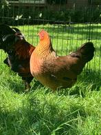 Welsumer kriel kippen, Dieren en Toebehoren, Vrouwelijk, Kip