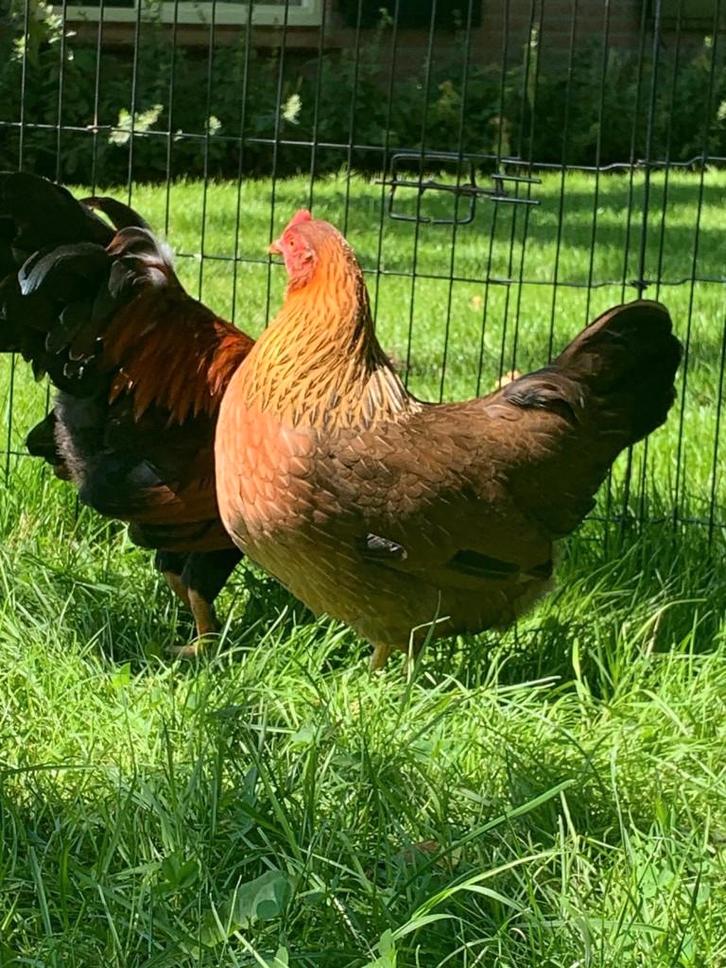 Welsumer kriel kippen | Gehard ras | Vriendelijk, Dieren en Toebehoren, Pluimvee, Kip, Vrouwelijk