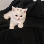 100% Britse korthaar Wit 9 weken mag  direct mee, Dieren en Toebehoren, Poes, Ontwormd