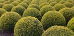 Buxus Sempervirens bolvormen in diverse maten, Ophalen, Bloeit niet, Overige soorten, Halfschaduw