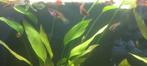 Vrouwelijke endler/panda guppen, Dieren en Toebehoren, Vissen | Aquariumvissen, Vis, Zoetwatervis