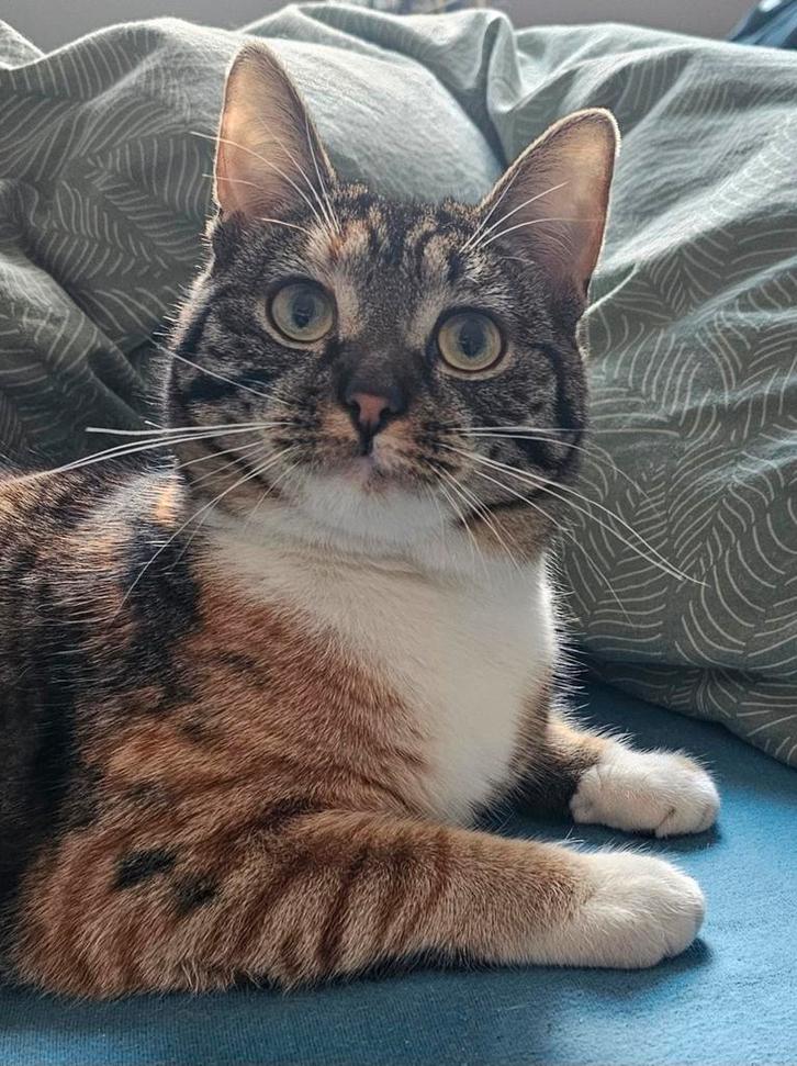 Goed tehuis gezocht voor lieve kat., Dieren en Toebehoren, Katten en Kittens | Overige Katten, Poes