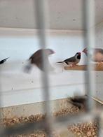 Spitstaarten, Dieren en Toebehoren, Meerdere dieren, Tropenvogel