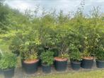 Amelanchier krentenboompje meerstammig leverbasr tot 250 cm, Ophalen of Verzenden, Overige soorten, Struik, 100 tot 250 cm